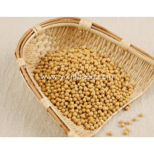 Soybean Seeds For Sale